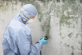 Trusted Gridley, CA Mold Removal Services Experts